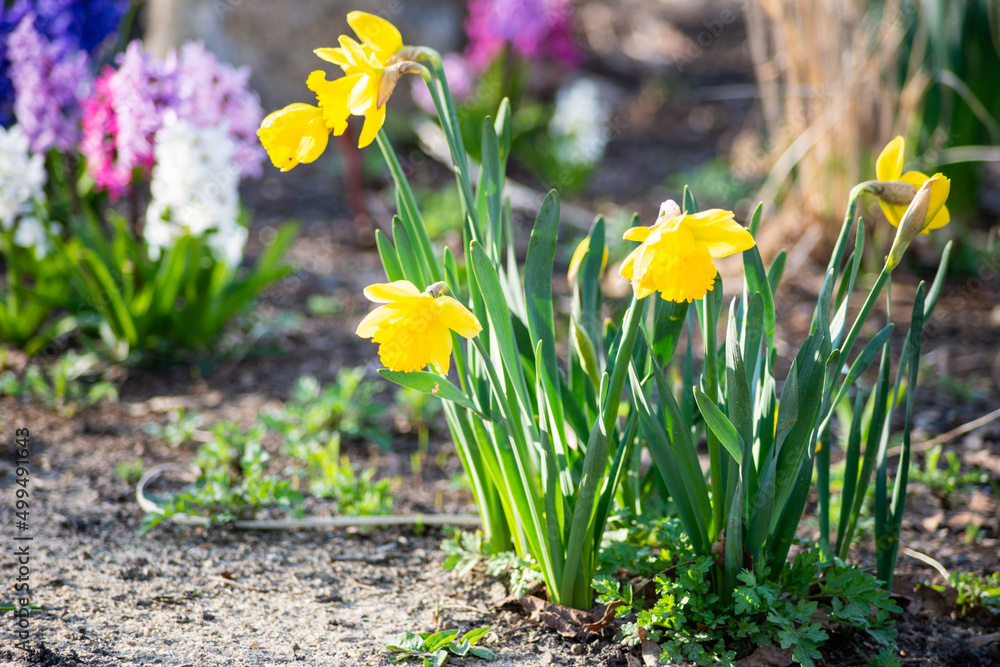 Obraz premium daffodils in spring