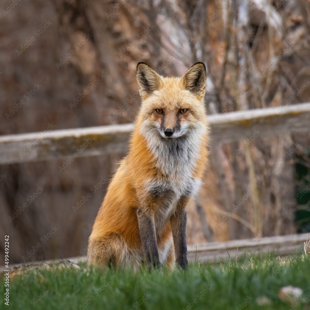 Red fox (Vulpes vulpes) portrait making eye contact Colorado, USA Red fox (Vulpes vulpes) portrait making eye contact Colorado, USA