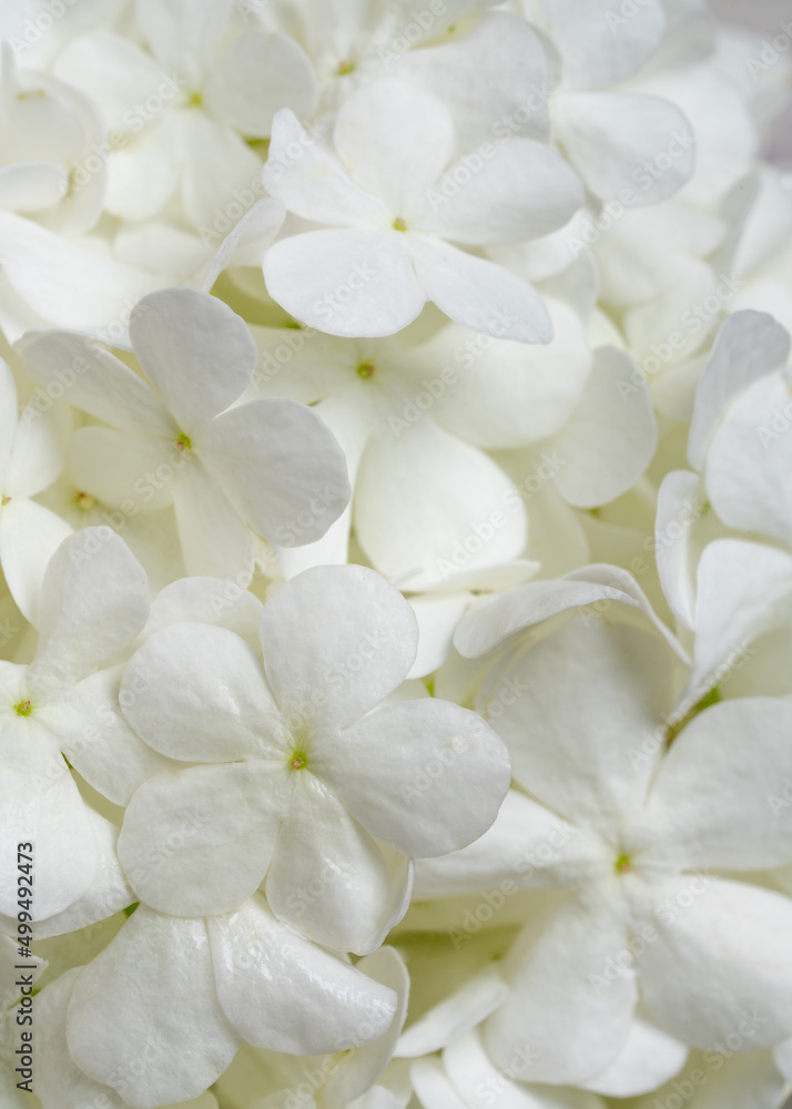 White hydrangea flowers. Purity and perfection White hydrangea flowers. Purity and perfection