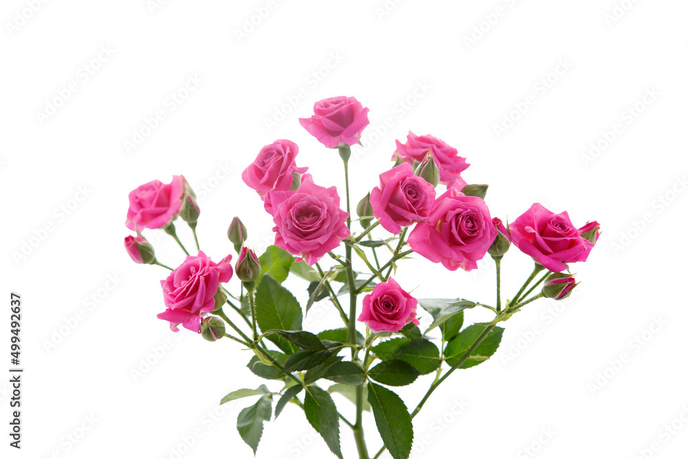 Rose close-up on a white background
Rose close-up on a white background