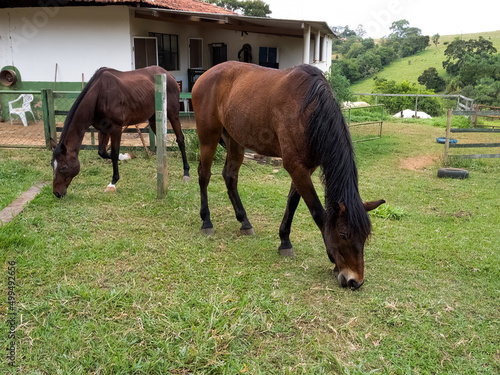 Two brown horses grazing with legs crossed in a farm