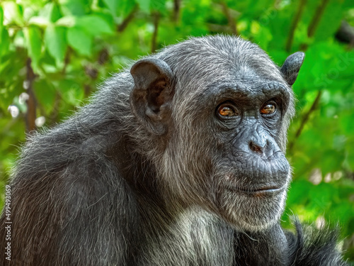 Elderly Female Chimpanzee