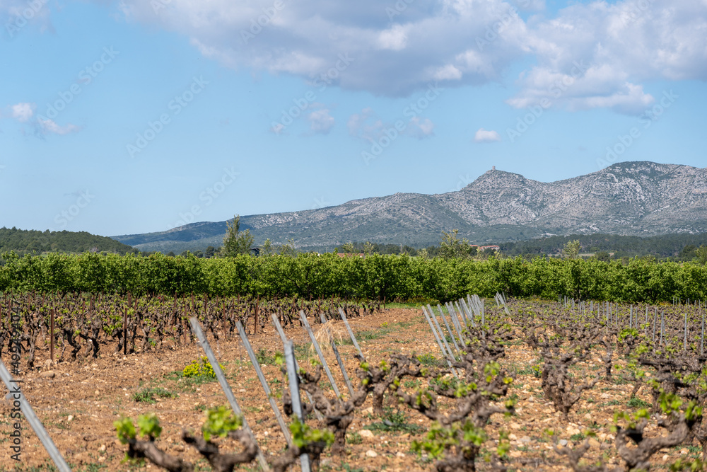 vineyard in the region