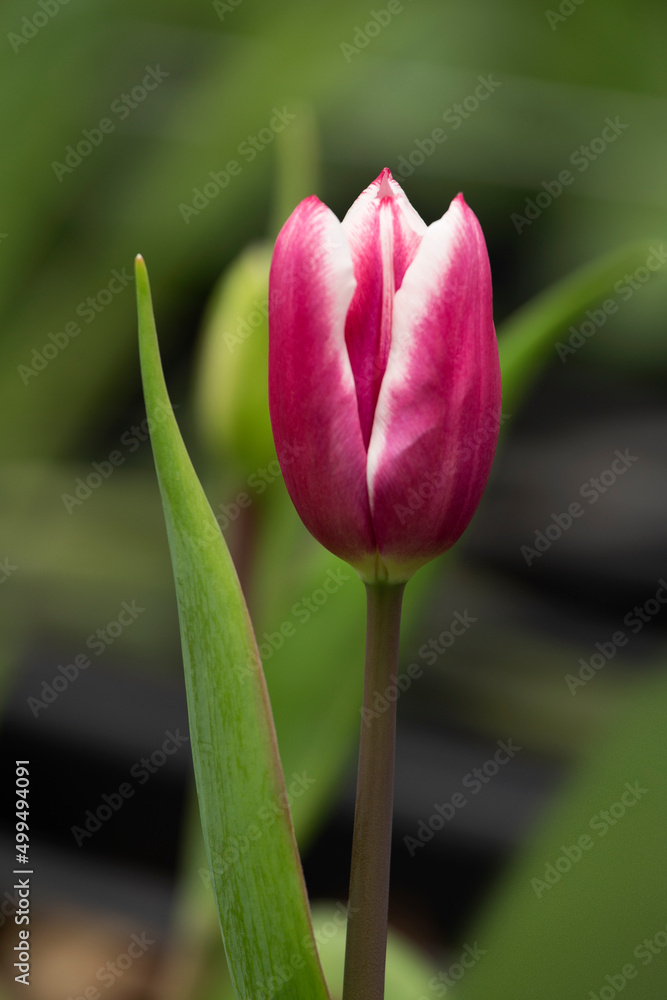 Naklejka premium Tulips close up 