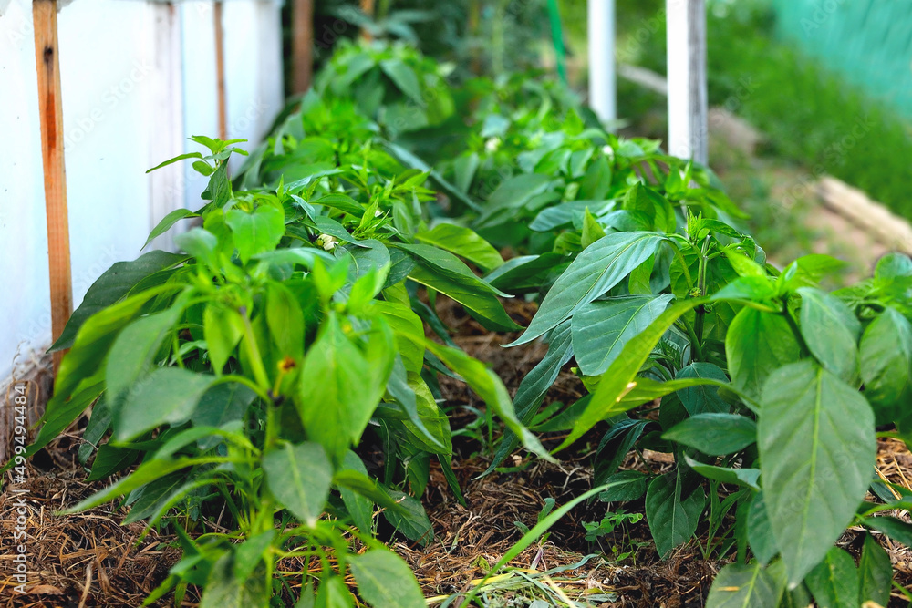 pepper bushes, young pepper plants in a village mini greenhouse, selective focus, soft focus pepper bushes, young pepper plants in a village mini greenhouse, selective focus, soft focus
