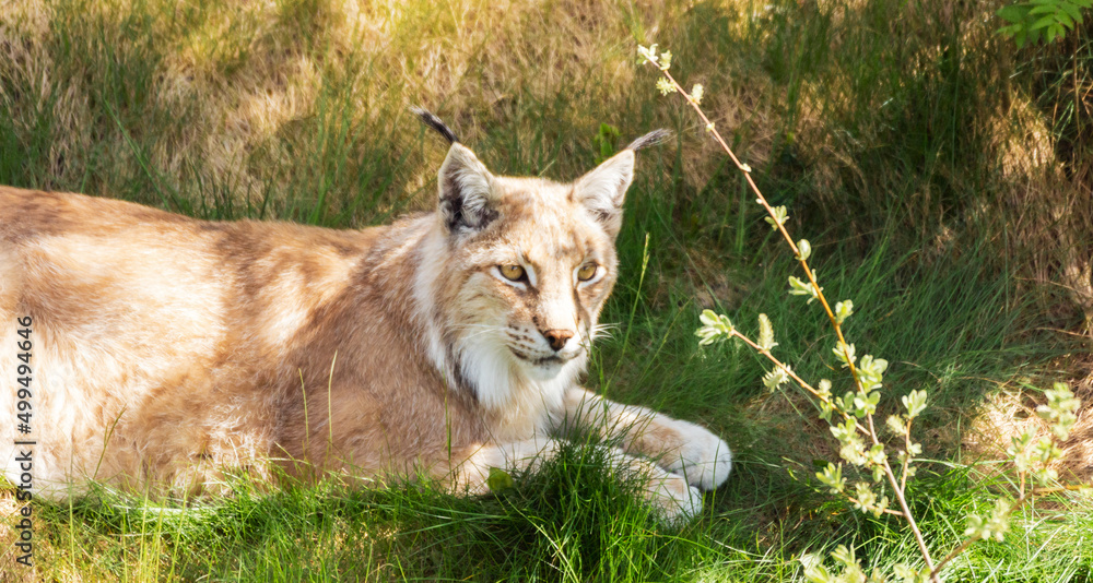 Obraz premium Animal wildlife portrait of a eurasian lynx lynx outdoors in the wilderness. Big cats and endangered species concept.