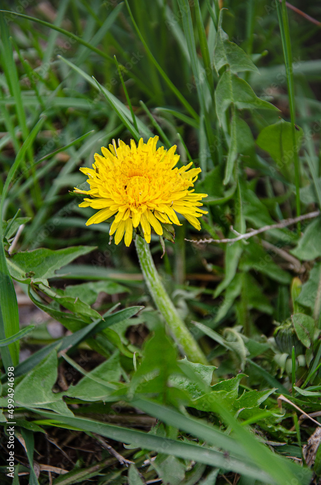 Lonely dandelion in the meadow on a spring day.