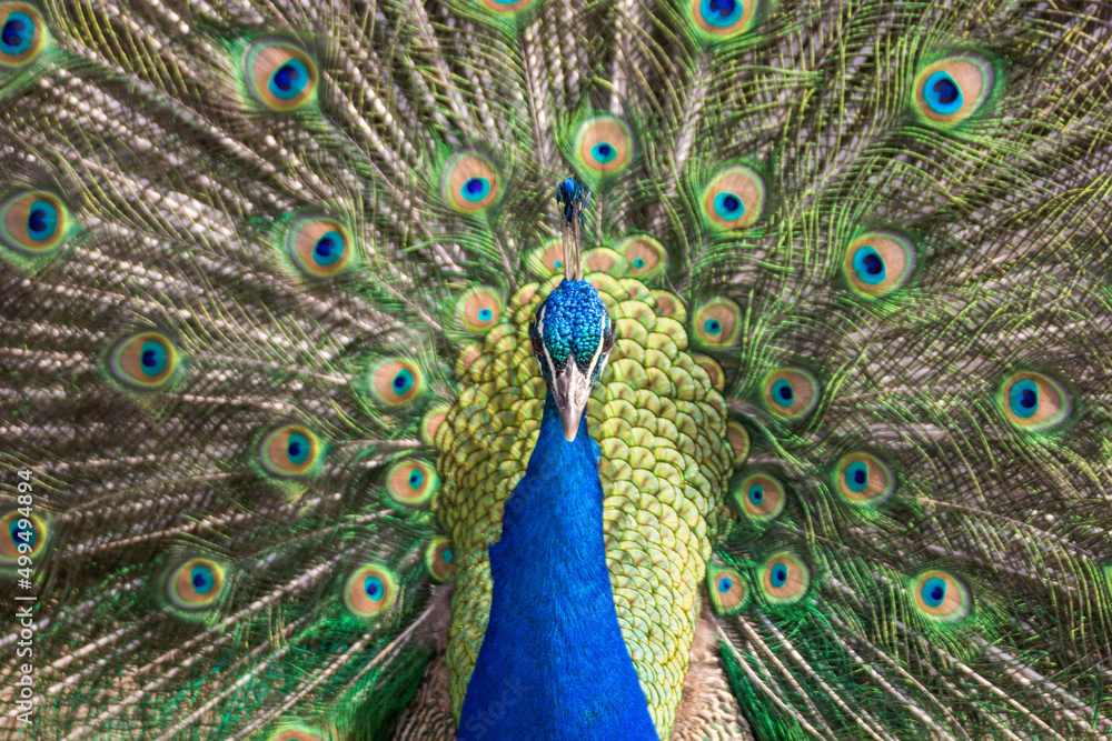 Obraz premium The Indian peafowl, Pavo cristatus wildlife bird portrait. Common peafowl, peacock.