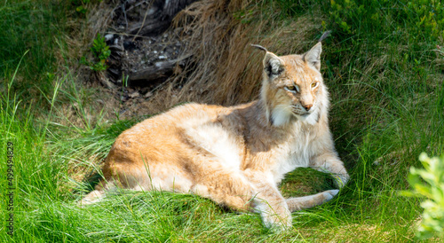 Fototapeta Naklejka Na Ścianę i Meble -  Animal wildlife portrait of a eurasian lynx lynx outdoors in the wilderness. Big cats and endangered species concept.