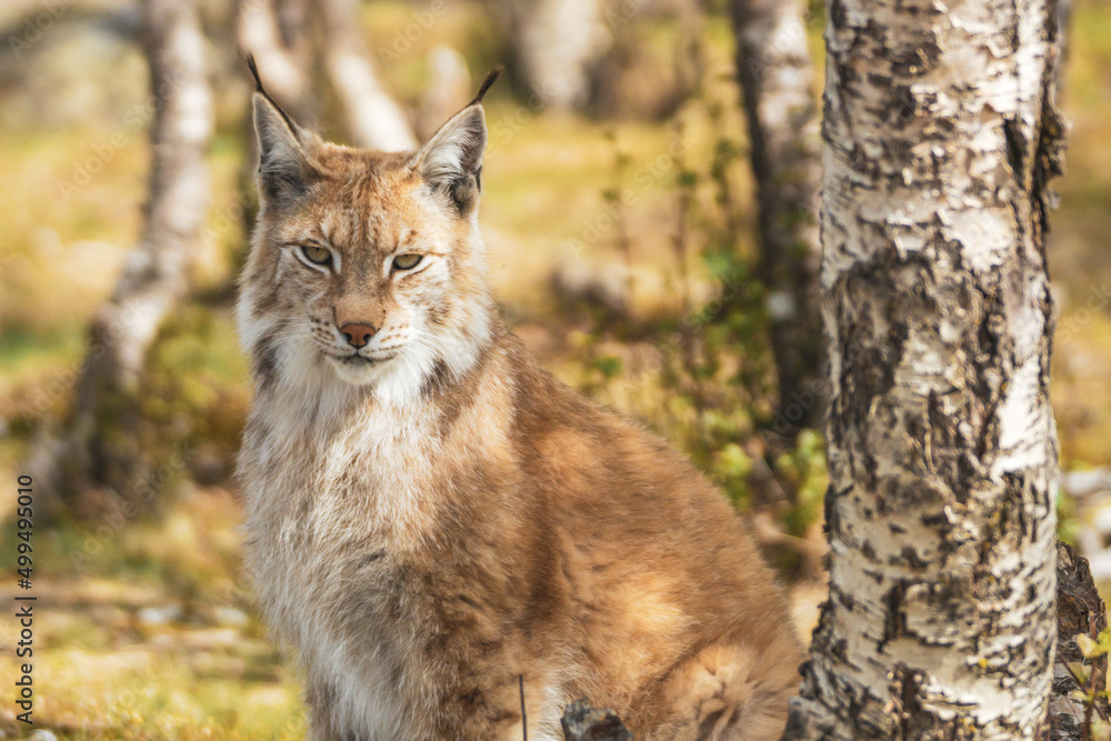 Eurasian lynx lynx portrait outdoors in the wilderness. Endangered species and animal photography concept. Eurasian lynx lynx portrait outdoors in the wilderness. Endangered species and animal photography concept.