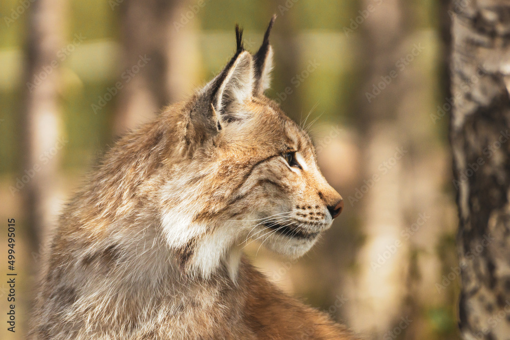 Obraz premium Eurasian lynx lynx portrait outdoors in the wilderness. Endangered species and animal photography concept.