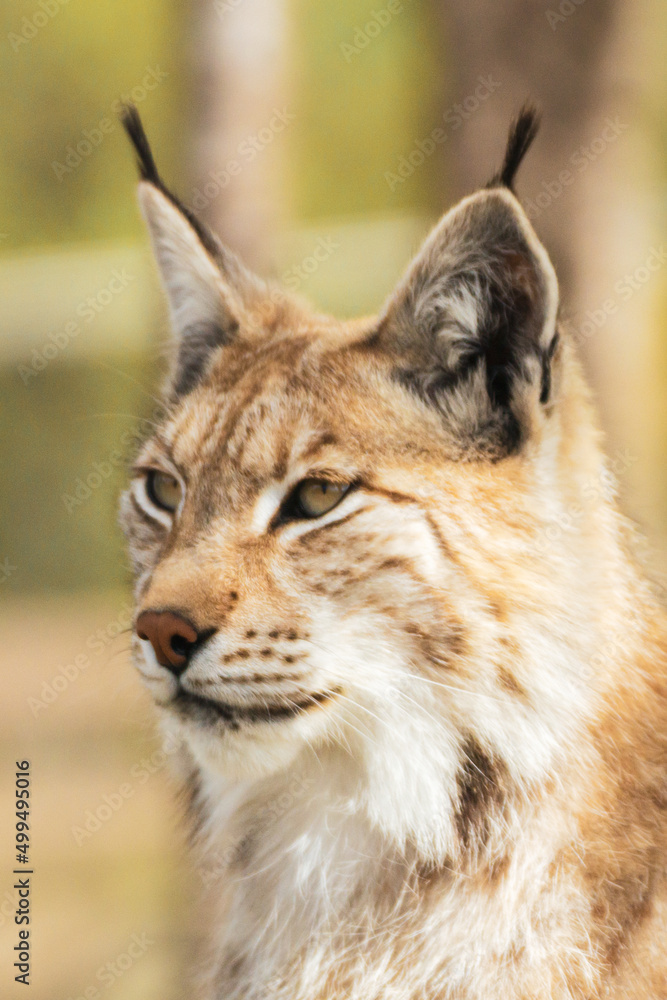Eurasian lynx lynx portrait outdoors in the wilderness. Endangered species and animal photography concept. Eurasian lynx lynx portrait outdoors in the wilderness. Endangered species and animal photography concept.