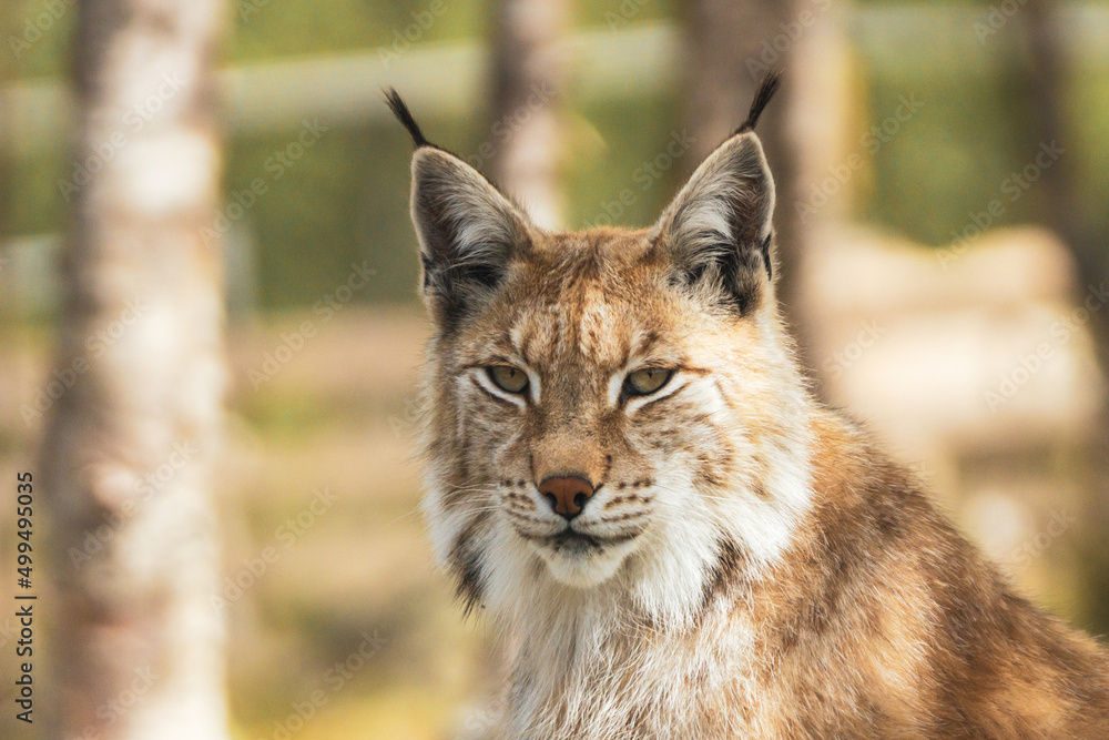 Obraz premium Eurasian lynx lynx portrait outdoors in the wilderness. Endangered species and animal photography concept.