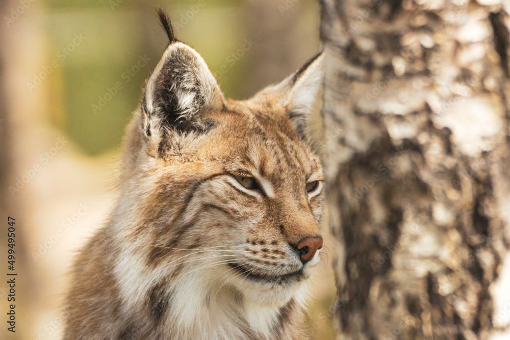 Eurasian lynx lynx portrait outdoors in the wilderness. Endangered species and animal photography concept. Eurasian lynx lynx portrait outdoors in the wilderness. Endangered species and animal photography concept.