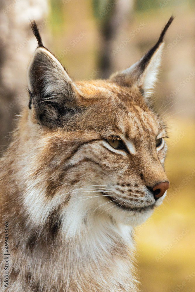 Eurasian lynx lynx portrait outdoors in the wilderness. Endangered species and animal photography concept. Eurasian lynx lynx portrait outdoors in the wilderness. Endangered species and animal photography concept.