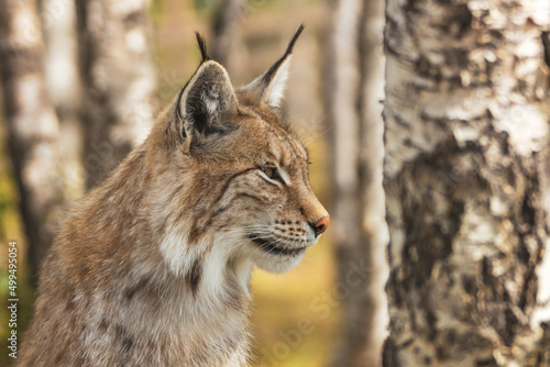 Eurasian lynx lynx portrait outdoors in the wilderness. Endangered species and animal photography concept.