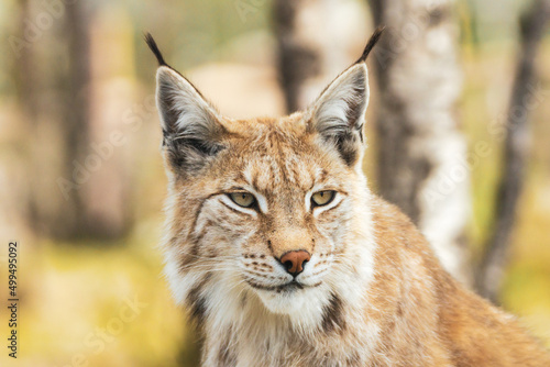 Eurasian lynx lynx portrait outdoors in the wilderness. Endangered species and animal photography concept. photo