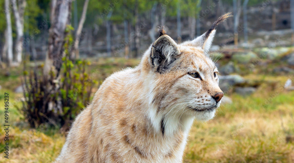 Eurasian lynx lynx portrait outdoors in the wilderness. Endangered species and animal photography concept. Eurasian lynx lynx portrait outdoors in the wilderness. Endangered species and animal photography concept.