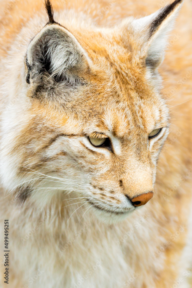 Eurasian lynx lynx portrait outdoors in the wilderness. Endangered species and animal photography concept. Eurasian lynx lynx portrait outdoors in the wilderness. Endangered species and animal photography concept.