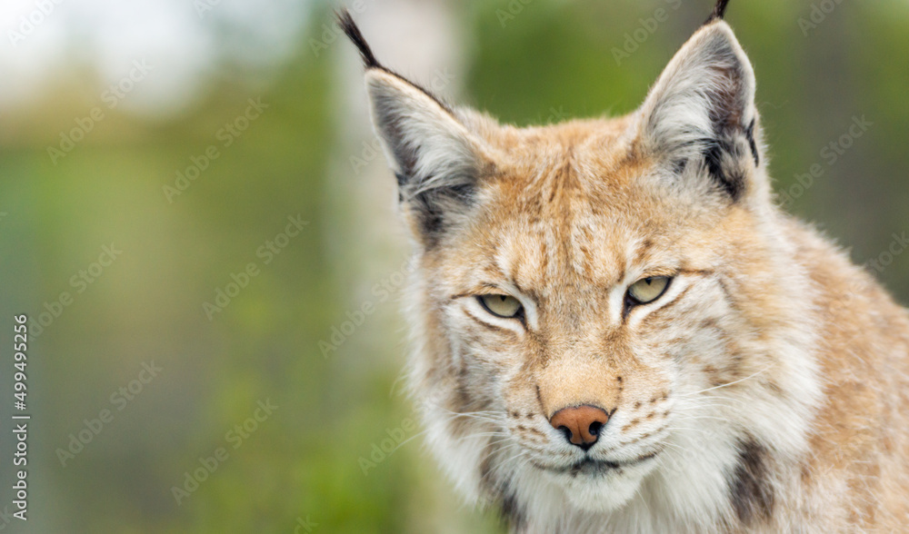 Eurasian lynx lynx portrait outdoors in the wilderness. Endangered species and animal photography concept. Eurasian lynx lynx portrait outdoors in the wilderness. Endangered species and animal photography concept.