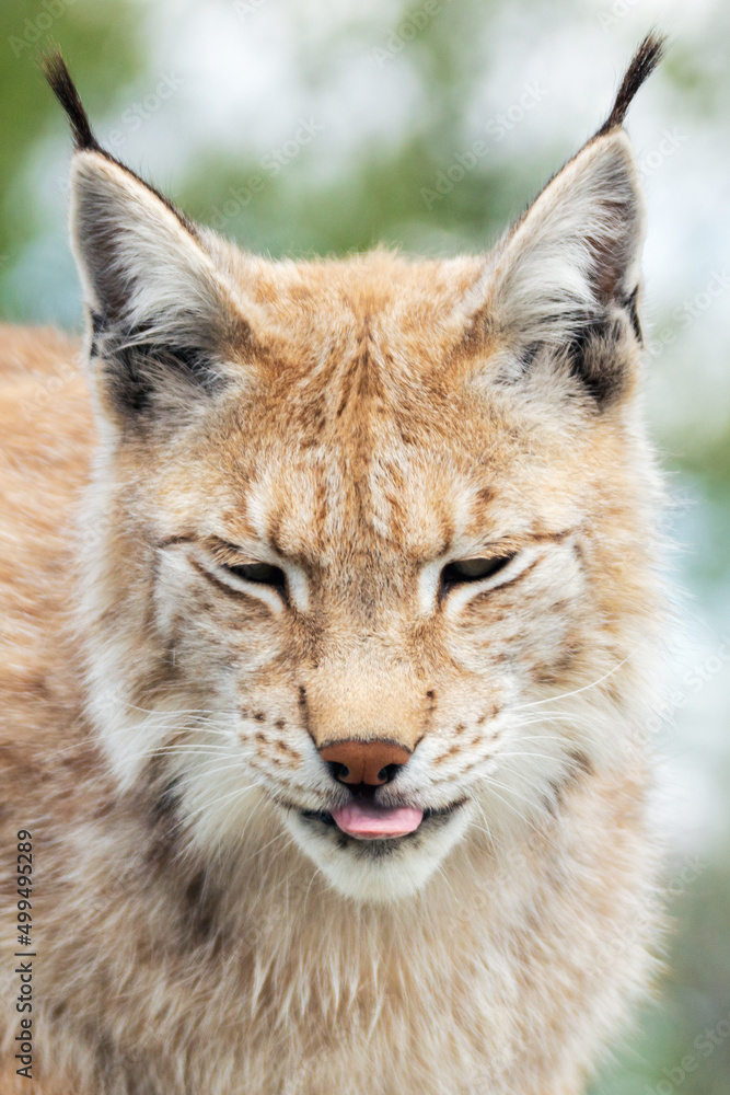 Eurasian lynx lynx portrait outdoors in the wilderness. Endangered species and animal photography concept. Eurasian lynx lynx portrait outdoors in the wilderness. Endangered species and animal photography concept.