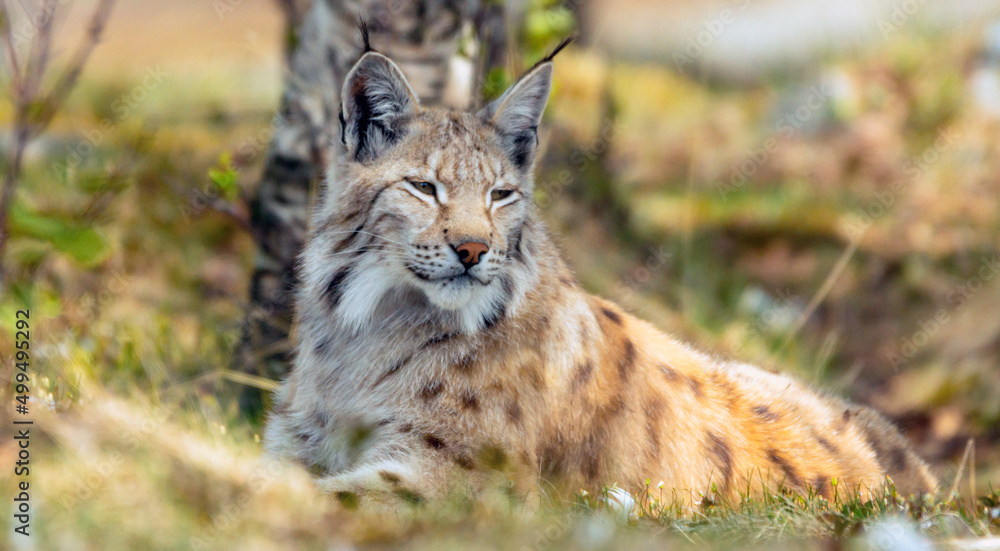 Eurasian lynx lynx portrait outdoors in the wilderness. Endangered species and animal photography concept. Eurasian lynx lynx portrait outdoors in the wilderness. Endangered species and animal photography concept.