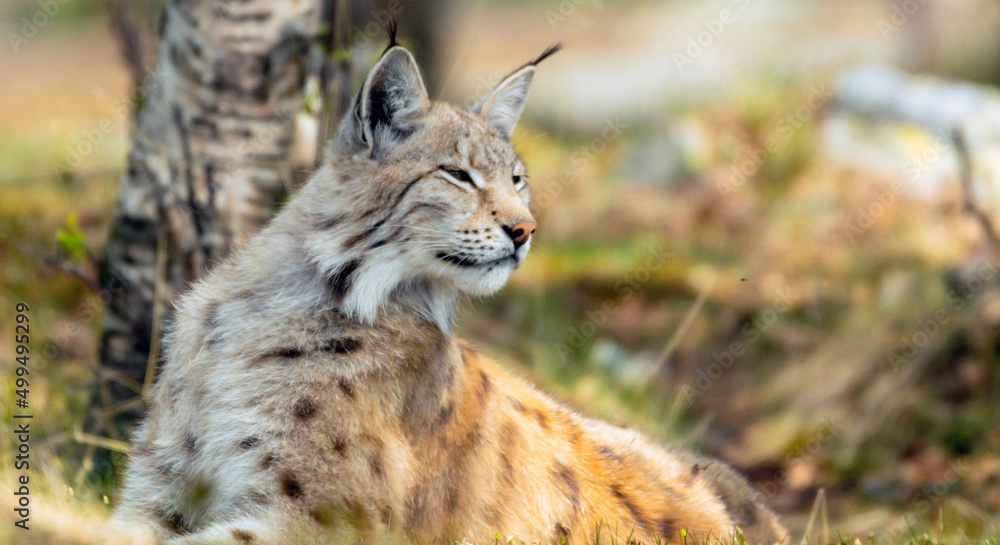 Obraz premium Eurasian lynx lynx portrait outdoors in the wilderness. Endangered species and animal photography concept.