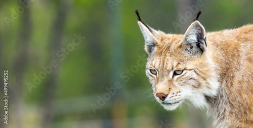 Photo Eurasian lynx lynx portrait outdoors in the wilderness