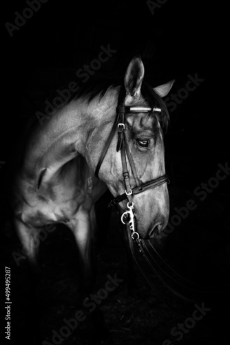 portrait of a horse black and white