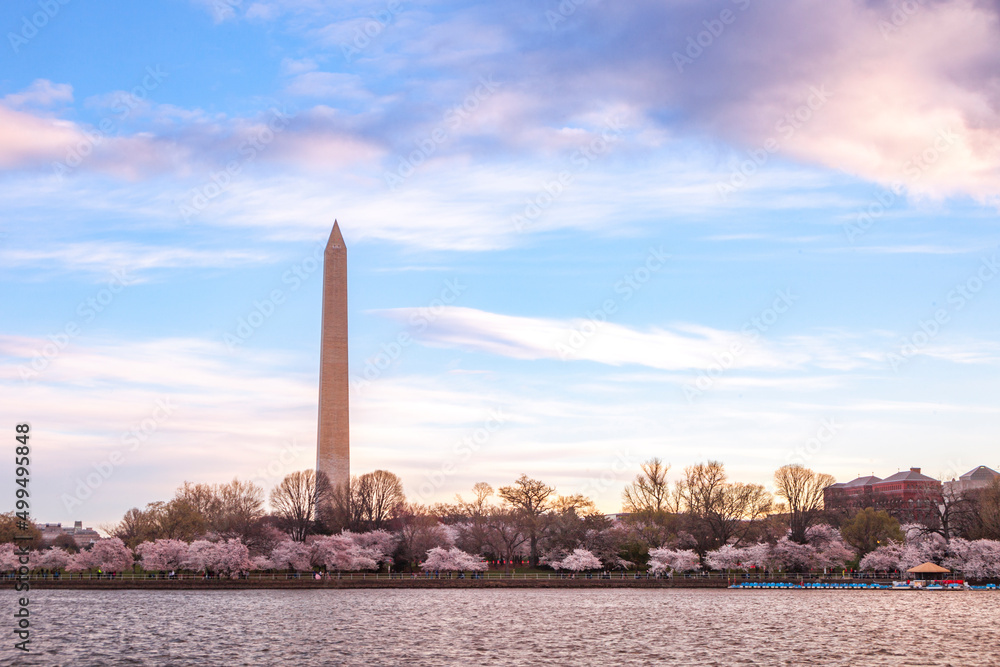 The Washington Monument at springtime with the Japanese Cherry Blossoms blooming.