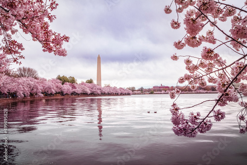 The Washington Monument at springtime with the Japanese Cherry Blossoms blooming. photo