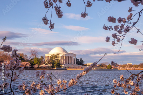 The Jefferson Memeorial framed by cherry blossoms in the springtime