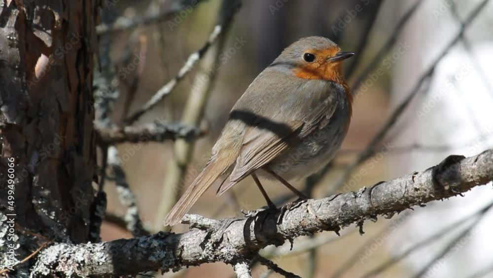 European robin (Erithacus rubecula) bird sitting on branch. April, Belarus European robin (Erithacus rubecula) bird sitting on branch. April, Belarus