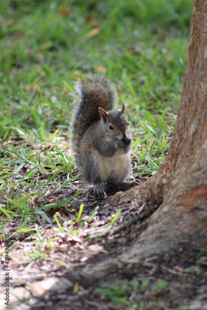 Brown Fluffy Squirrel Eating Nut Brown Fluffy Squirrel Eating Nut