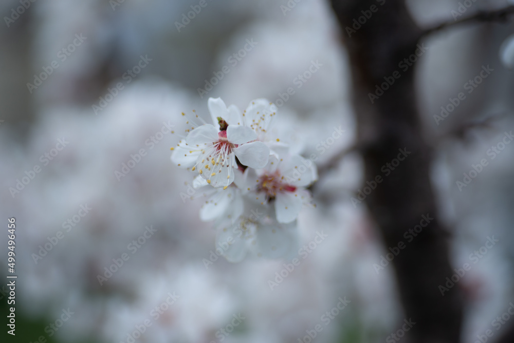 apricot blossom in spring flowers apricot branches apricot blossom in spring flowers apricot branches