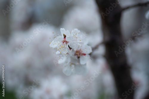 apricot blossom in spring flowers apricot branches