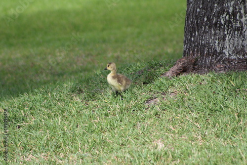 Cute and Fluffy Baby Geese  © Micaela Creates