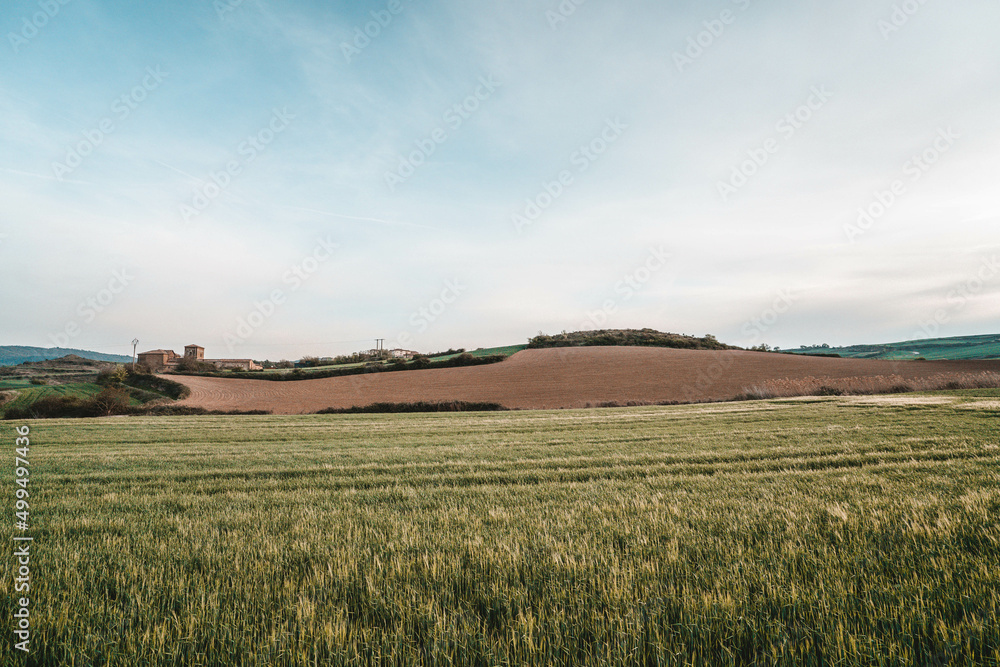 Fototapeta premium field of wheat and sky