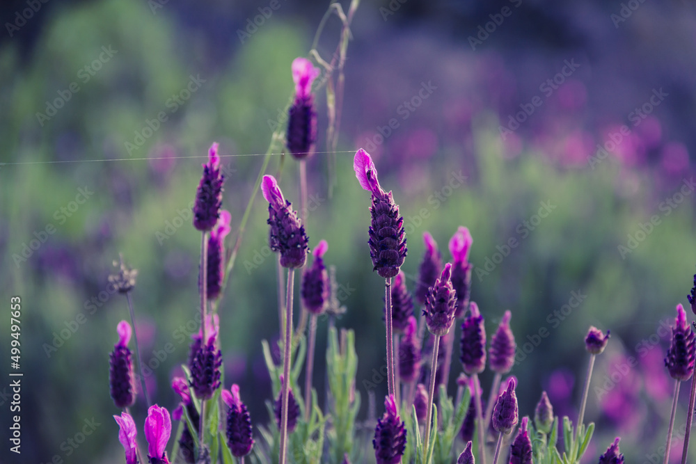 Lavender in wild flower. Aromatic plants. Selective focus. Copy space.