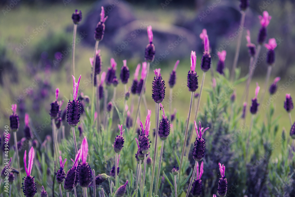 Naklejka premium Lavender in wild flower. Aromatic plants. Selective focus. Copy space.