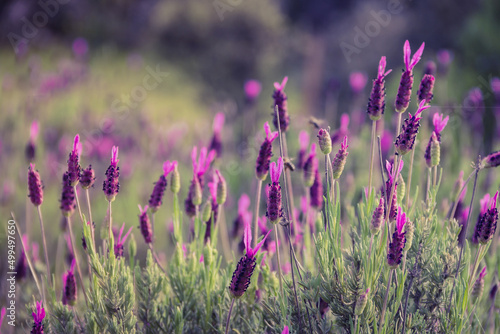 Lavender in wild flower. Aromatic plants. Selective focus. Copy space.