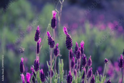 Fototapeta Naklejka Na Ścianę i Meble -  Lavender in wild flower. Aromatic plants. Selective focus. Copy space.