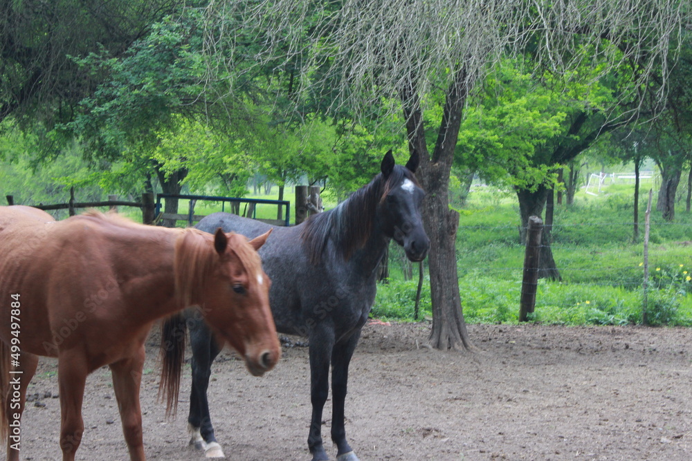 Caballitos