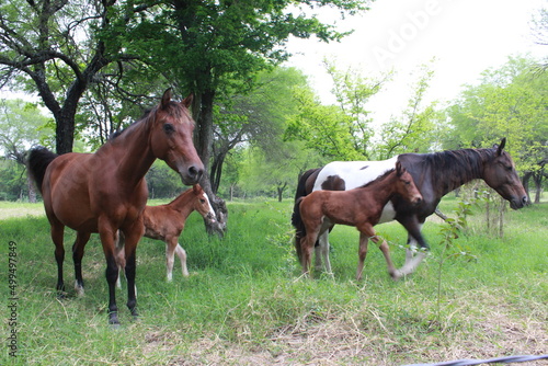 Caballitos