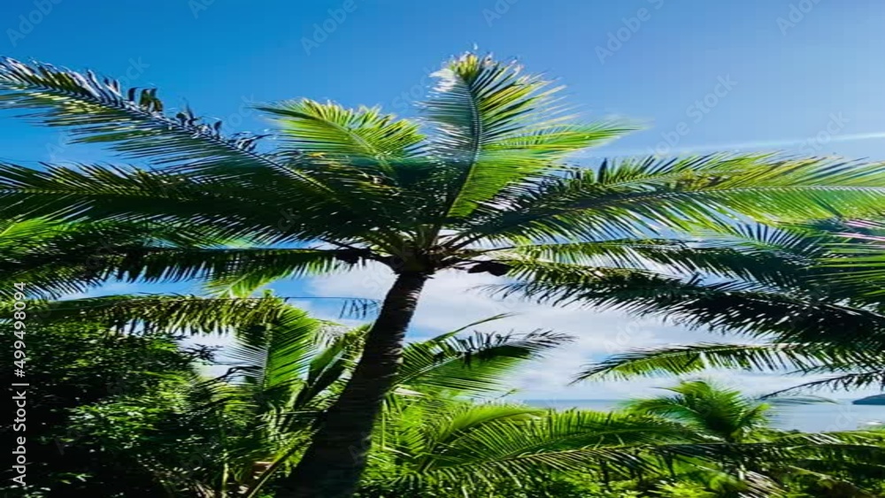 Vertical slow motion video of tropical island palm trees against the sky Vertical slow motion video of tropical island palm trees against the sky