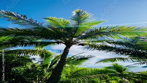 Wallpaper Mural Vertical slow motion video of tropical island palm trees against the sky Torontodigital.ca