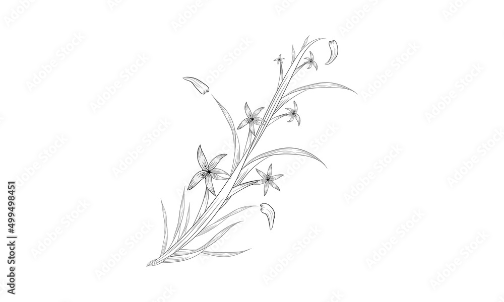 Black and white hand-drawn sketch floral botany set