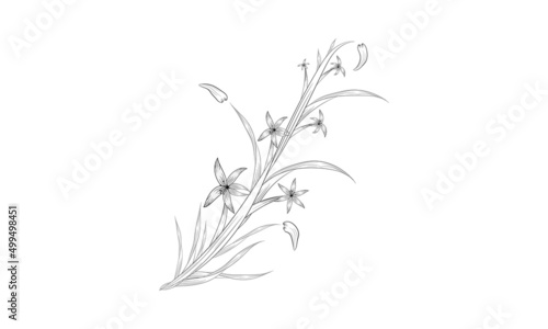 Black and white hand-drawn sketch floral botany set