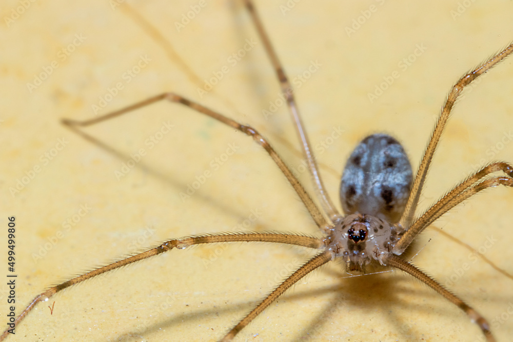 a household spider on the top of a yellow wall a household spider on the top of a yellow wall