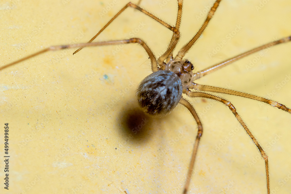 a household spider on the top of a yellow wall a household spider on the top of a yellow wall